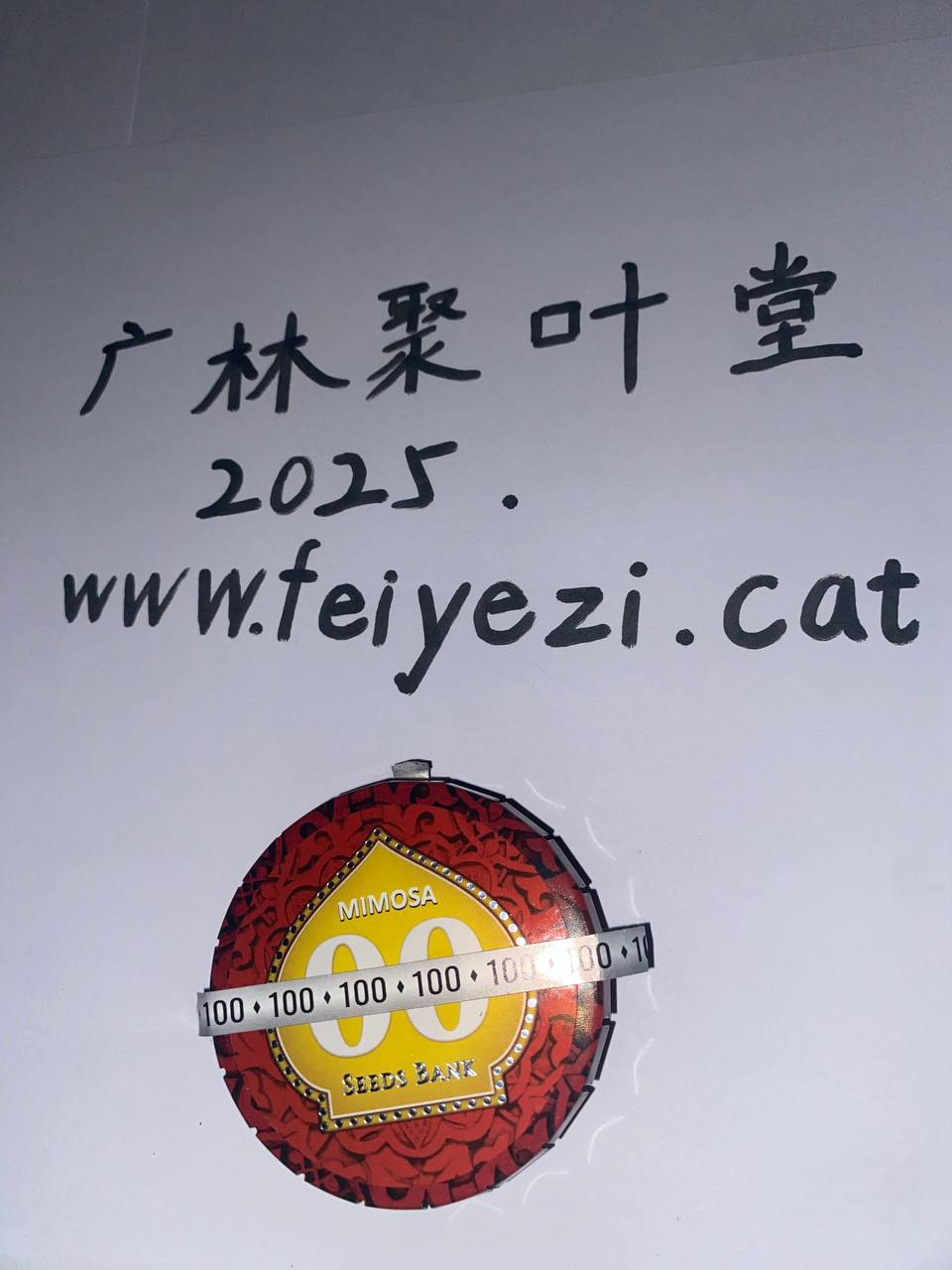 【邮寄种子】含羞草