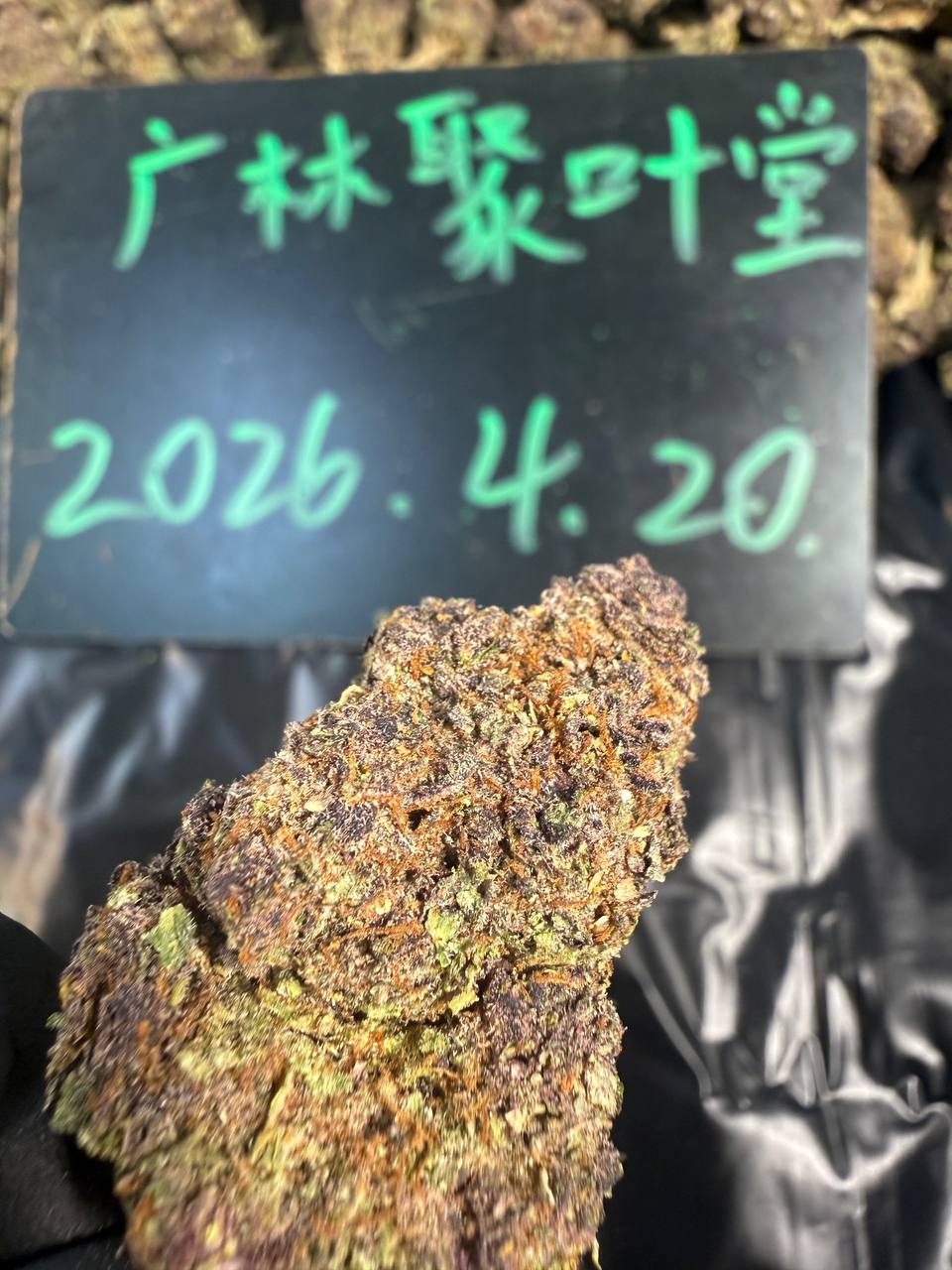 【杭州/上海】Purple Gelato