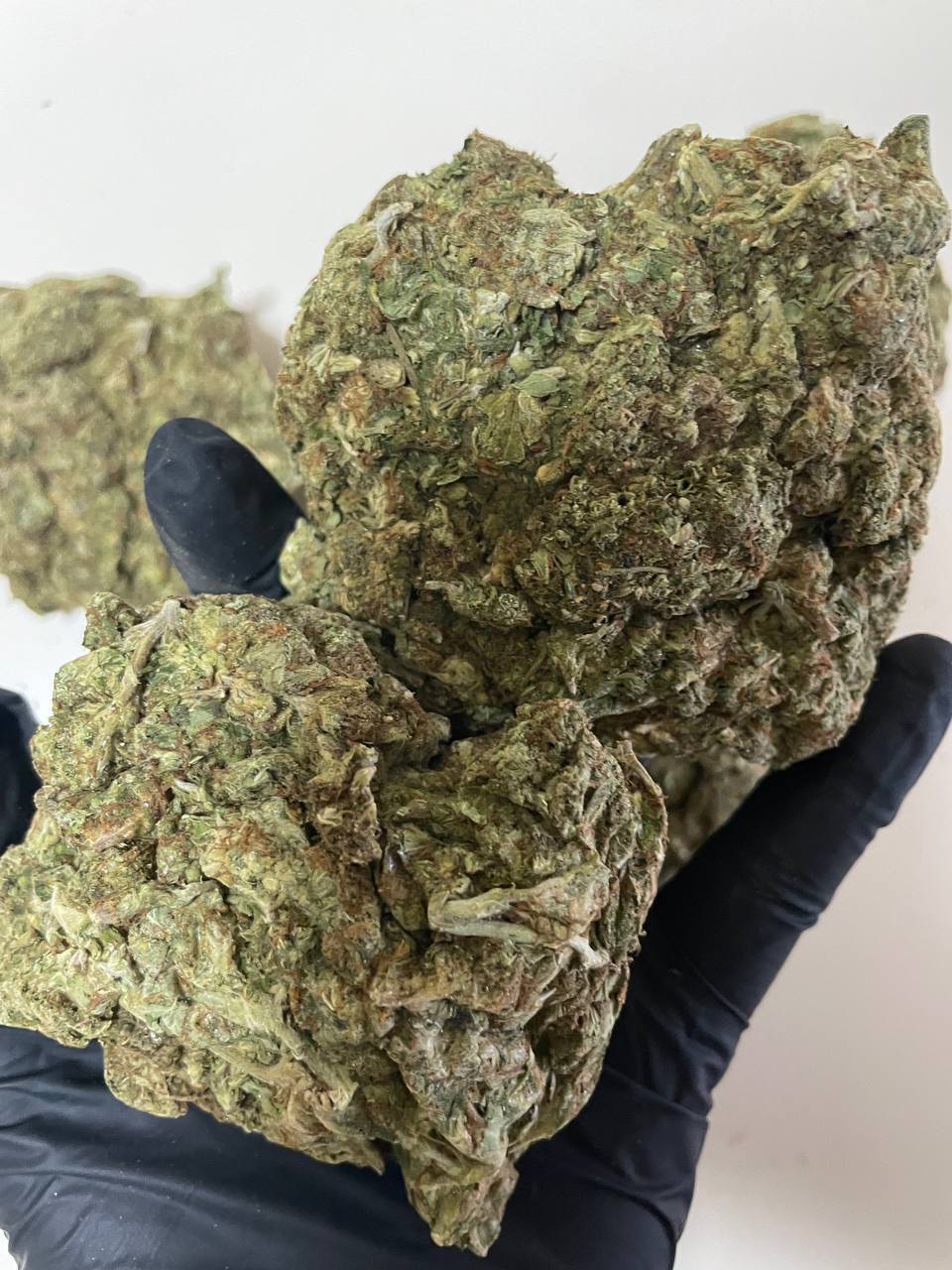 【西安】国产大麻