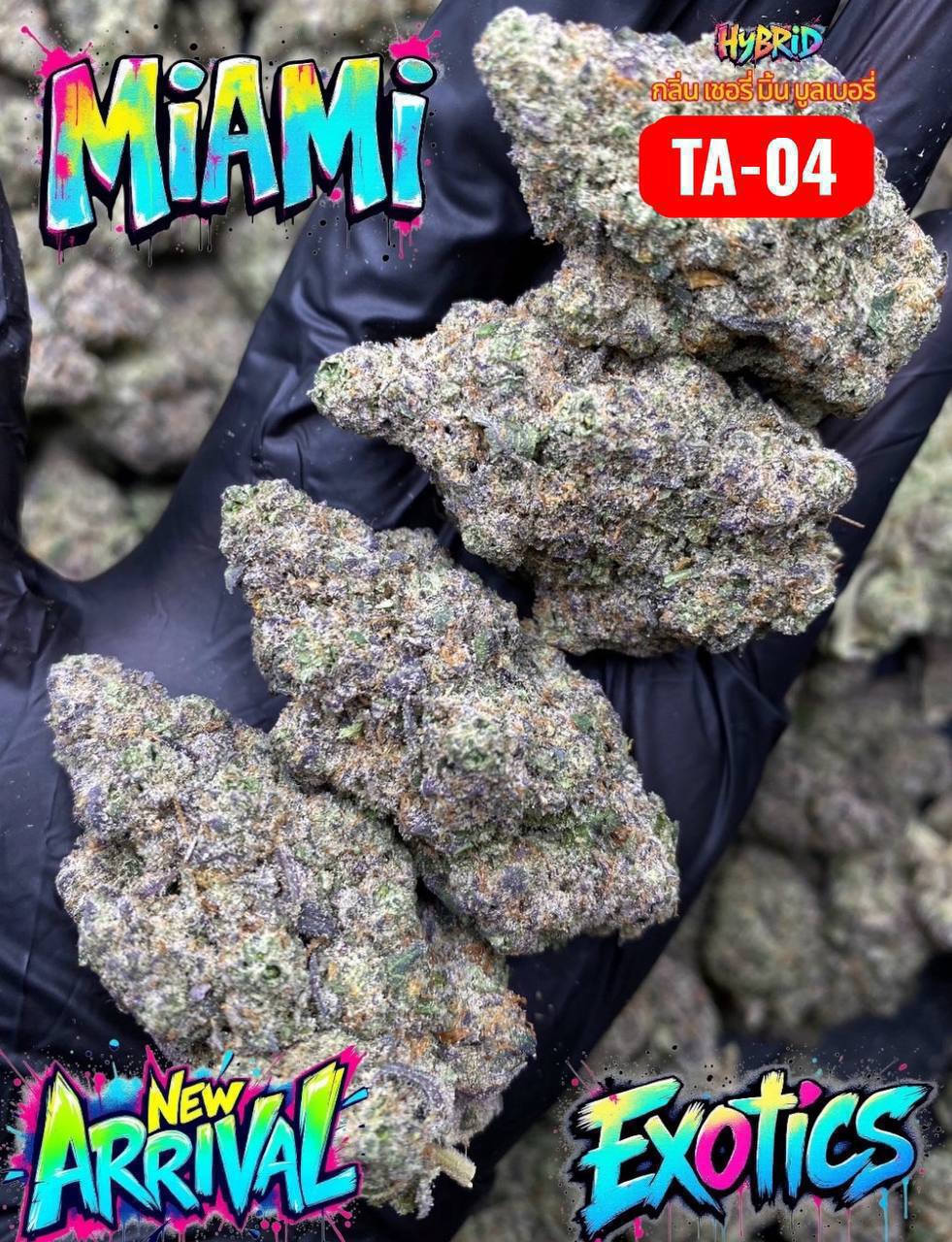 【浙江】迈阿密Miami