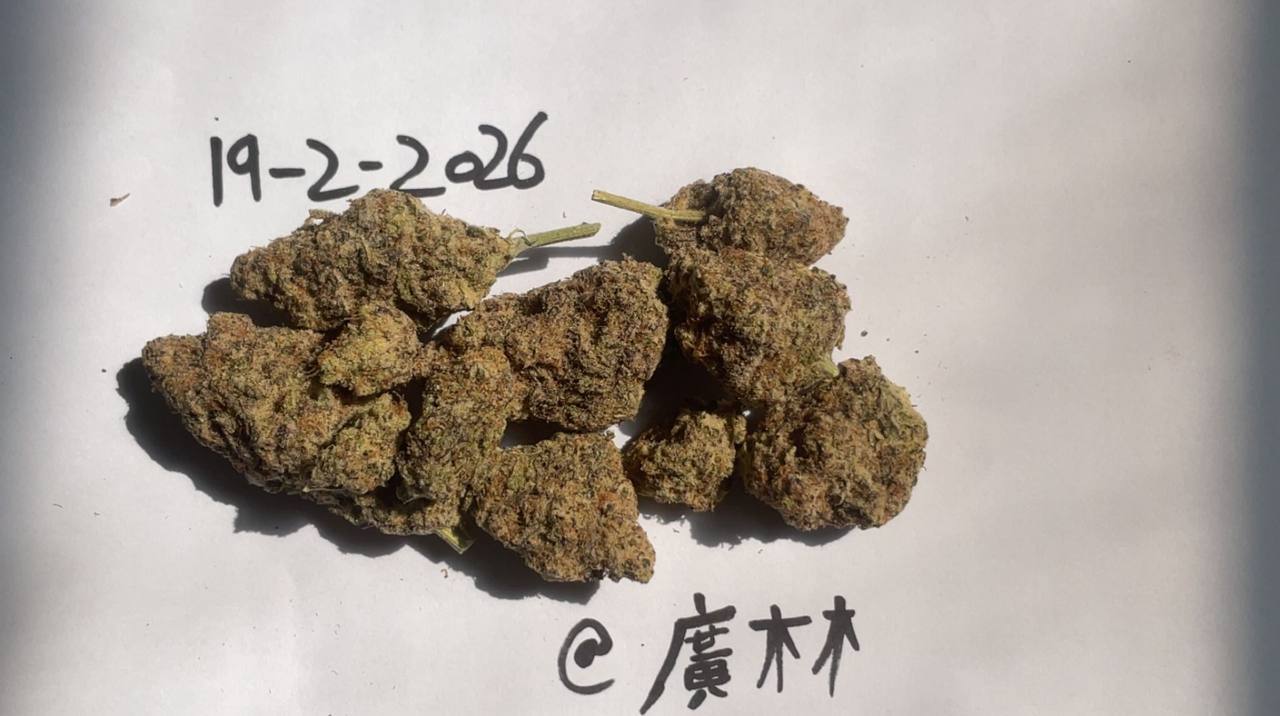 【香港】blue dream