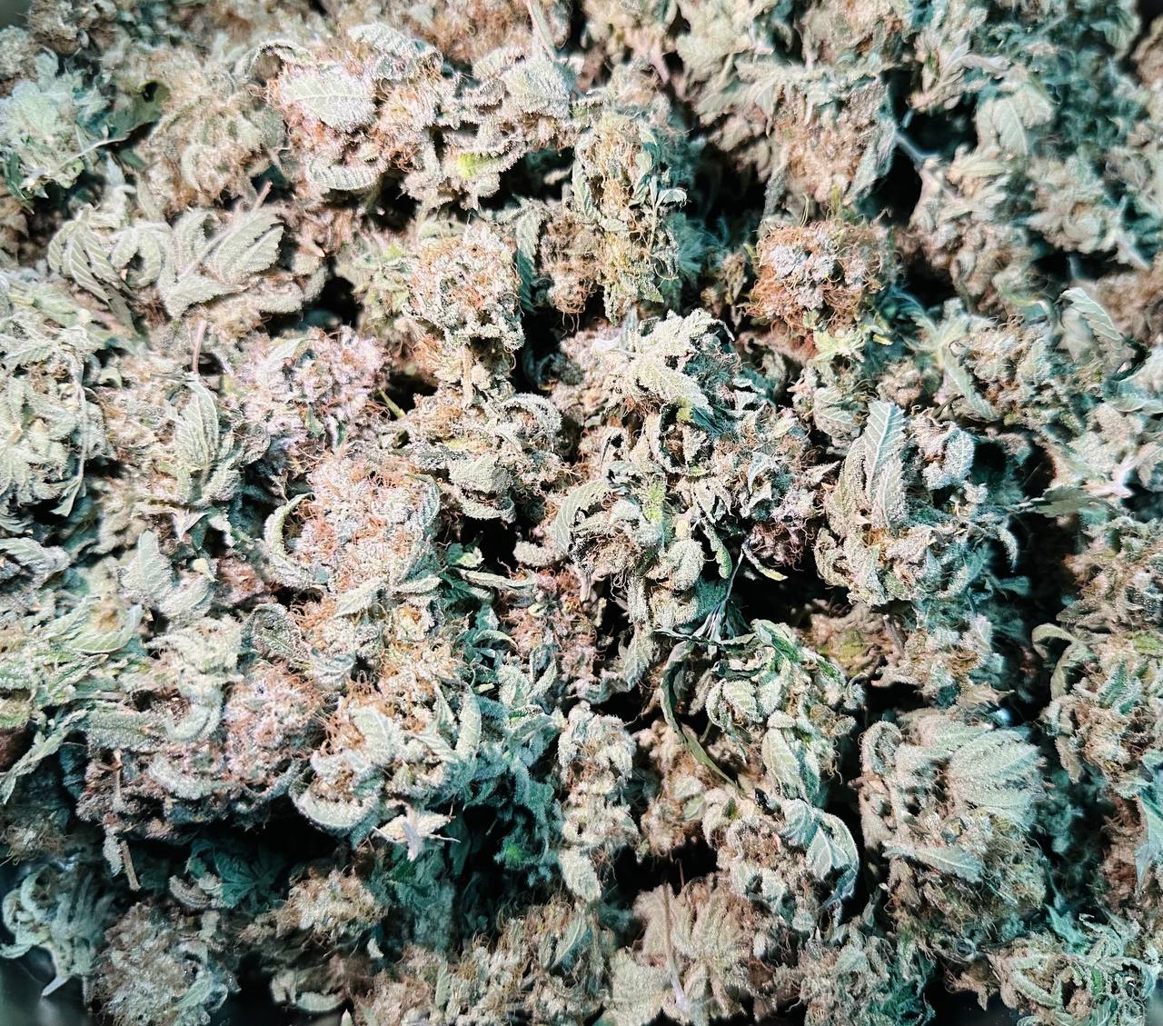 【浙江】Master Grower加拿大栽培专家