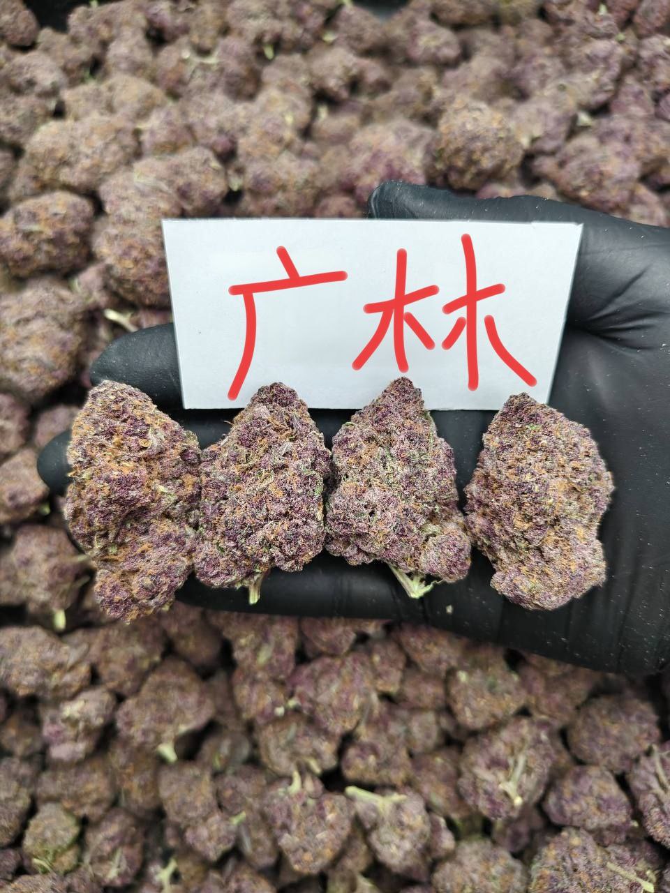 【长沙】女童子军饼干