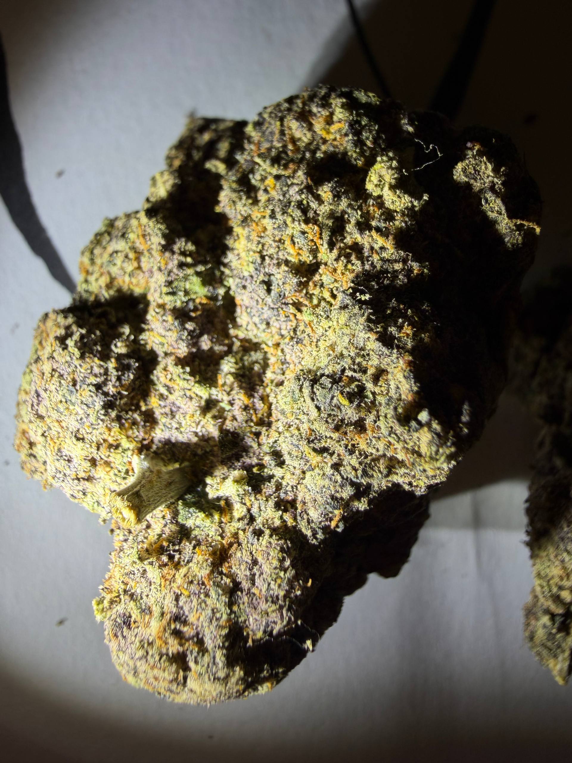 【多地区】进口迈阿密Max（Miami）
