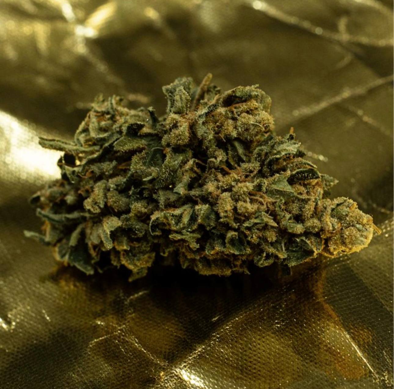 【北京】臭鼬 Skunk