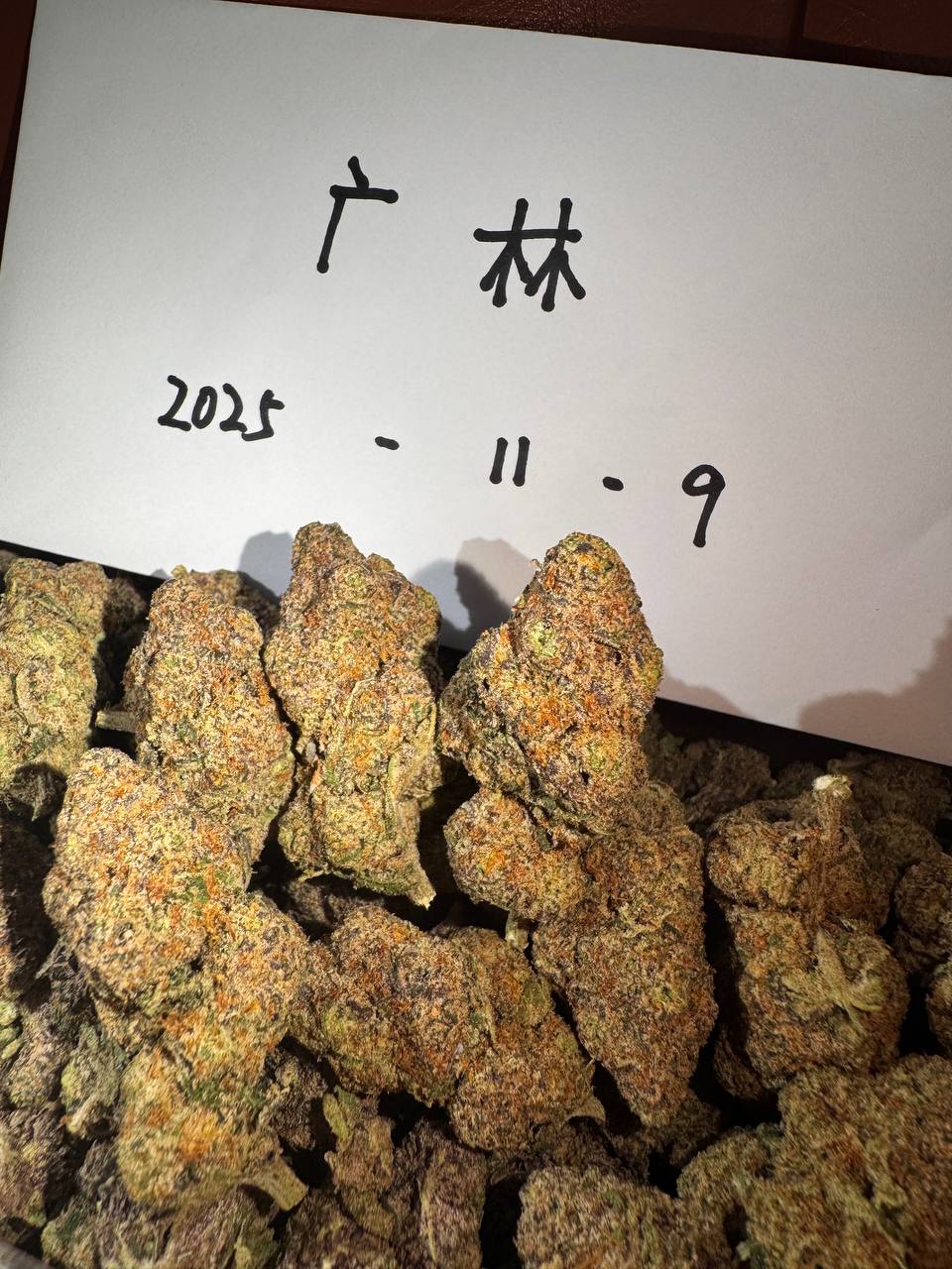 【重庆/成都】进口Bluk Genetics