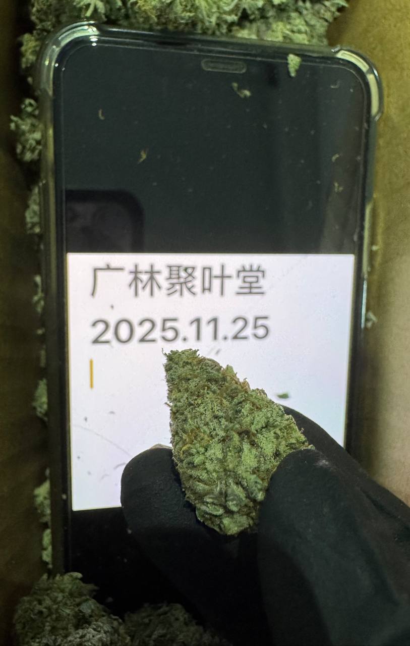 【广东】GORILLA ZKITTLEZ