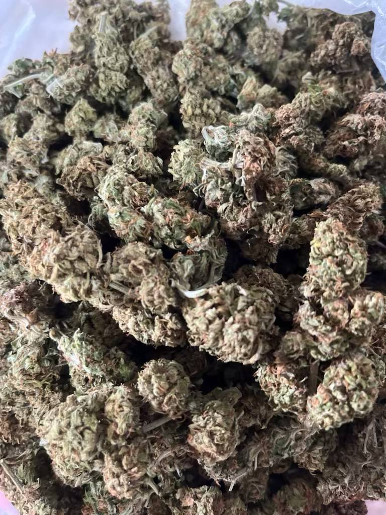 【广州】国产ogkush