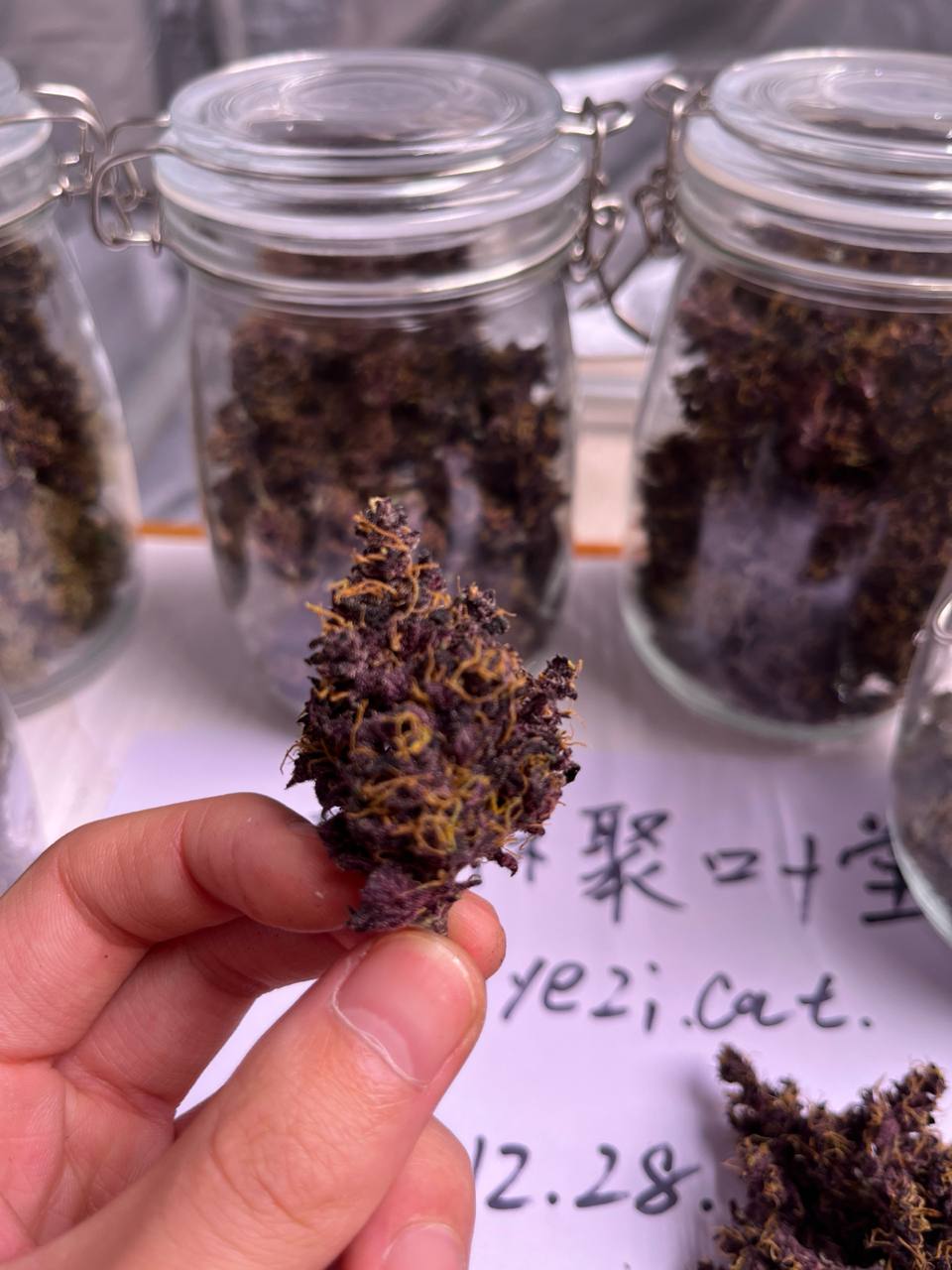 【贵阳】草莓大猩猩