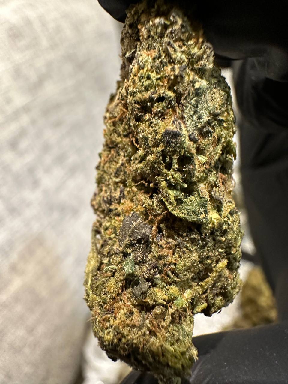 【成都】进口布鲁斯班纳