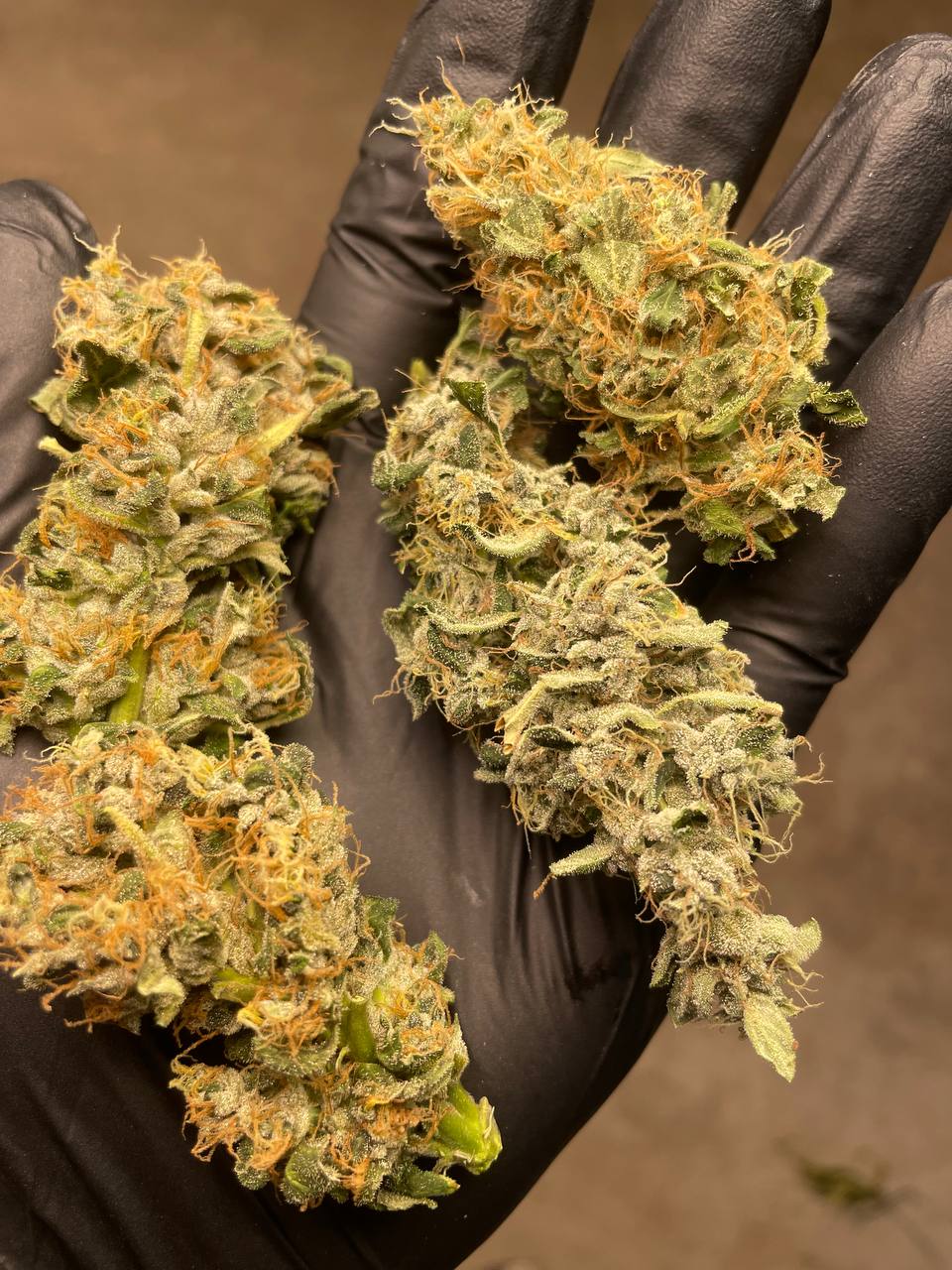 【陕西】国产Apple Betty