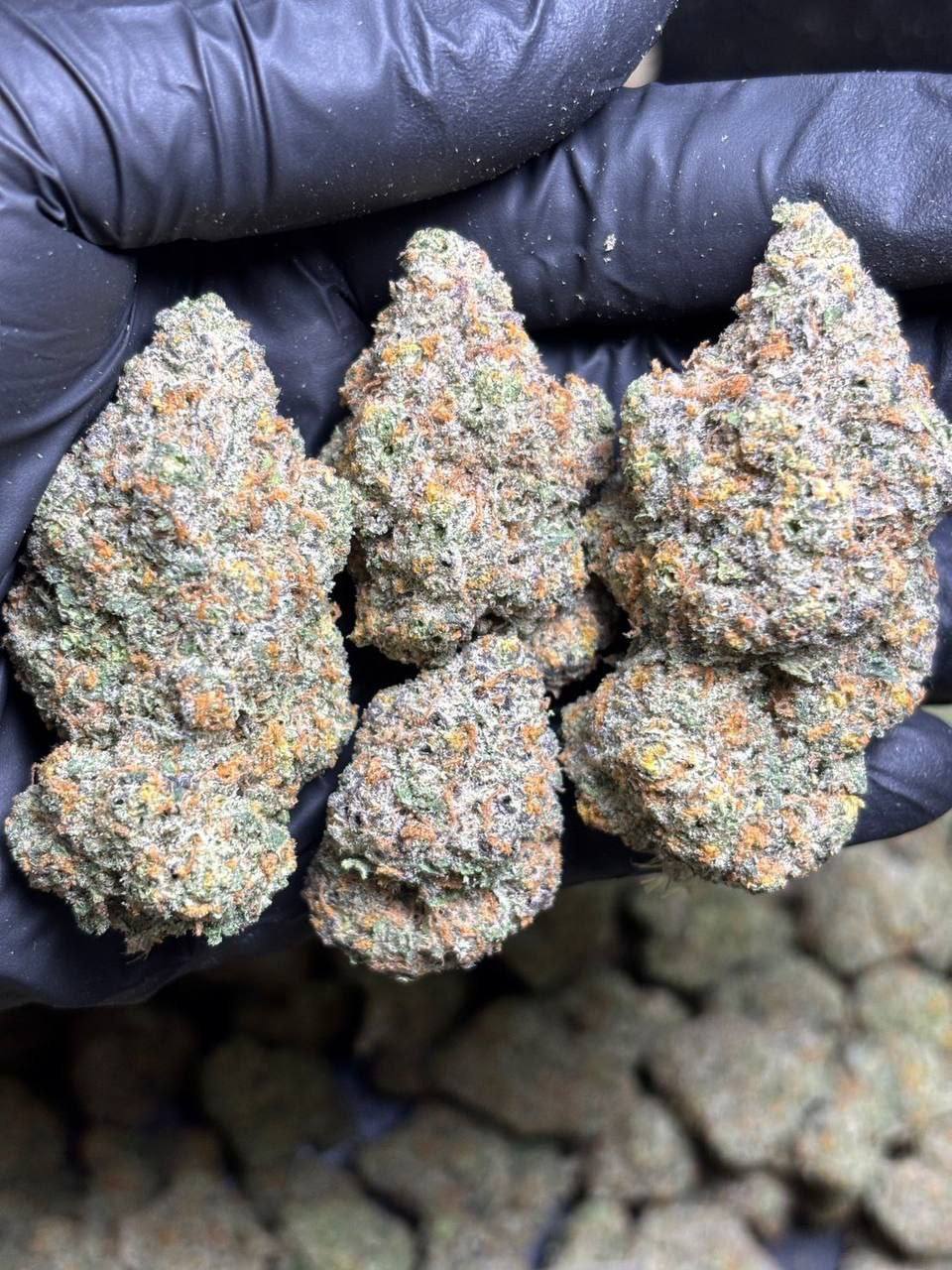 【广东】进口Bubble gum Hybrid